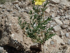 Menodora