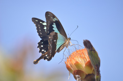 Papilio phorcas nyikanus