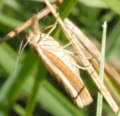 Agriphila selasella