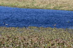 Aythya affinis