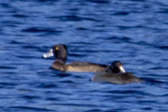 Aythya affinis