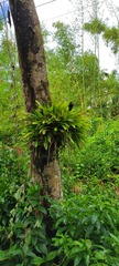 Guzmania