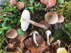 Inocybe curvipes