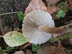 Inocybe curvipes