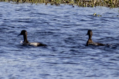 Aythya affinis