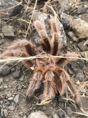 Grammostola rosea