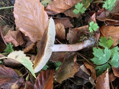 Inocybe curvipes