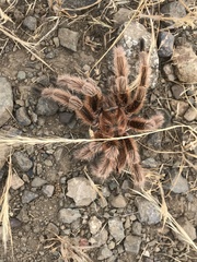 Grammostola rosea