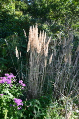 Calamagrostis extremiorientalis