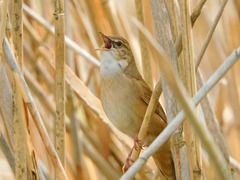Locustella luscinioides