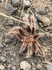 Grammostola rosea