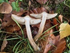 Inocybe curvipes