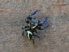 Evarcha denticulata