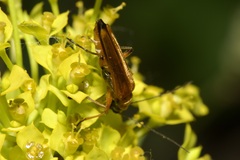 Oedemera podagrariae