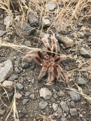 Grammostola rosea