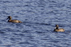Aythya affinis