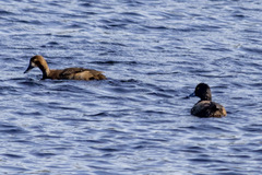Aythya affinis