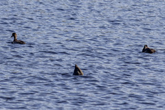 Aythya affinis