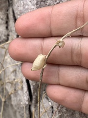 Astragalus lentiginosus