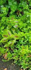Coleus scutellarioides