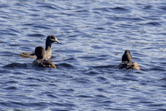 Aythya affinis