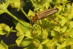 Oedemera podagrariae