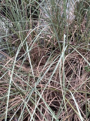 Cortaderia selloana