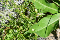 Sagina japonica