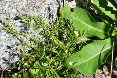 Sagina japonica