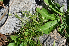 Sagina japonica