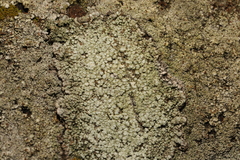 Phaeophyscia orbicularis