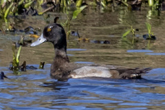 Aythya affinis
