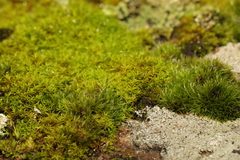 Didymodon
