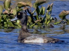Aythya affinis