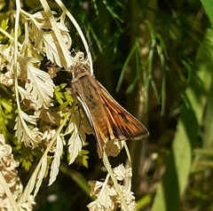 Hylephila fasciolata