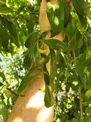 Sideroxylon salicifolium