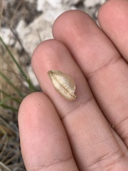 Astragalus lentiginosus