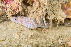 Gymnothorax richardsonii