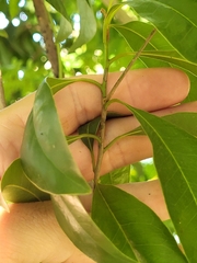 Sideroxylon salicifolium