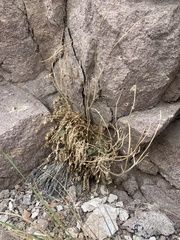 Astragalus lentiginosus