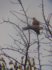 Streptopelia decaocto