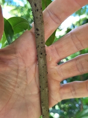 Sideroxylon salicifolium