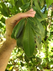 Sideroxylon salicifolium