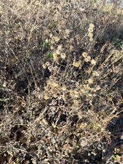 Chrysopsis gossypina