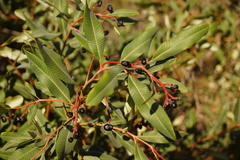 Ozoroa paniculosa