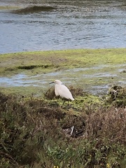 Egretta thula