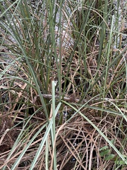 Cortaderia selloana