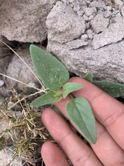 Mirabilis