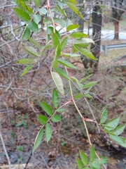 Rosa multiflora