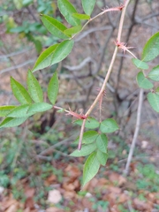 Rosa multiflora